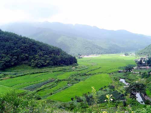 전남 백아산 몰랭이에 비가 묻어 오고 있습니다. 경지정리를 하지 않은 논바닥은 정겹습니다. 